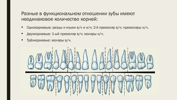 Как выглядят корни передних зубов