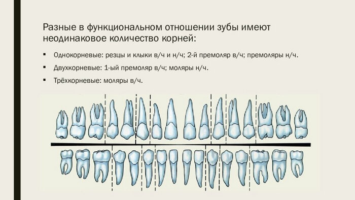 Количество зубов у человека