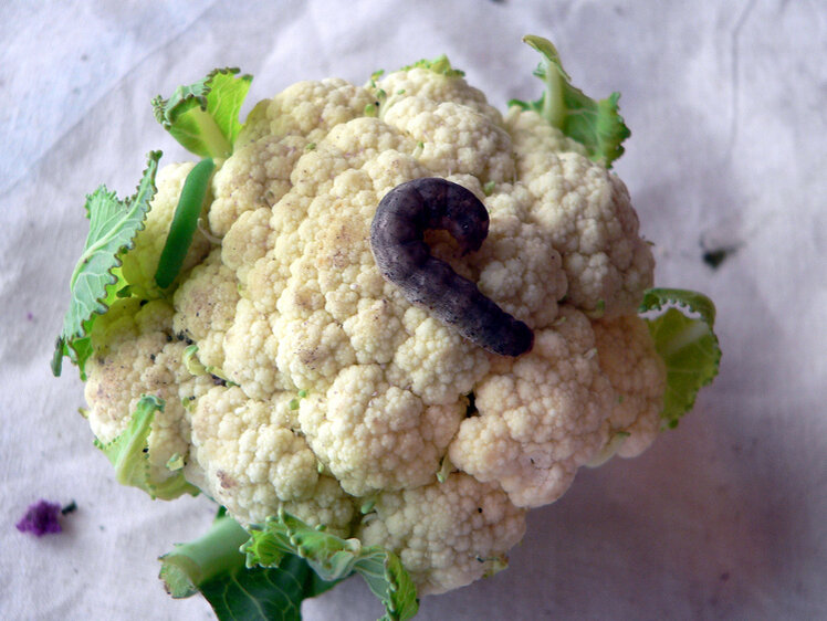     Фото Михаил Ковалев/Московский комсомолец