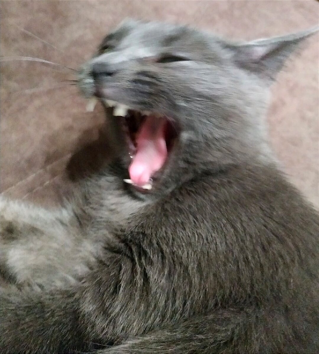 Муся зевает. Фотография из нашего архива. 