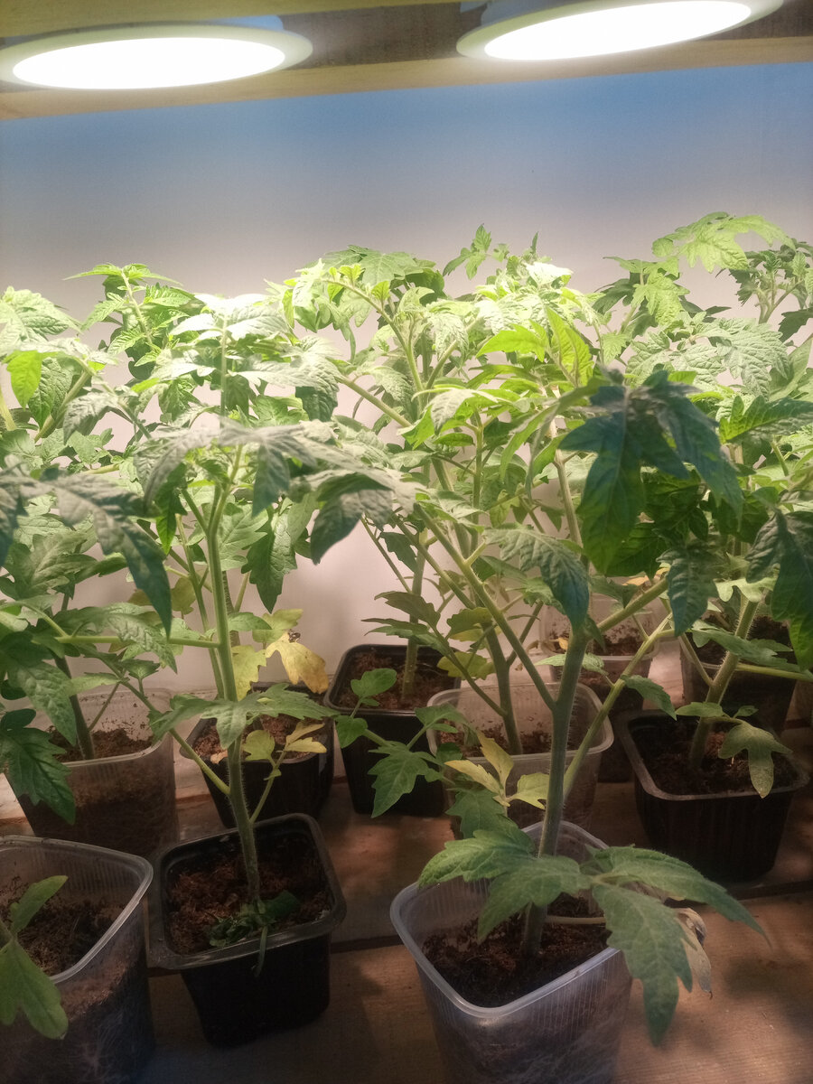 Лампа из точечных светильников