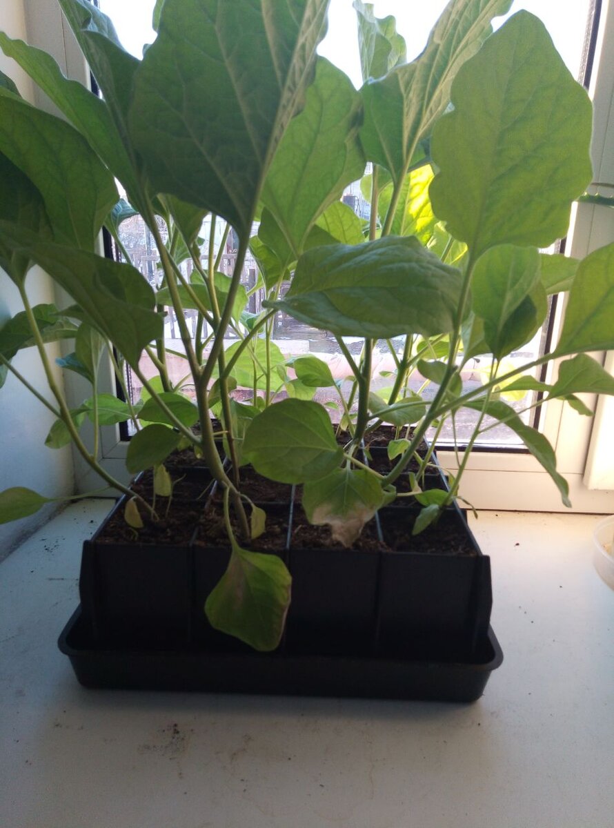 Баклажаны в этом году выросли раньше положенного времени