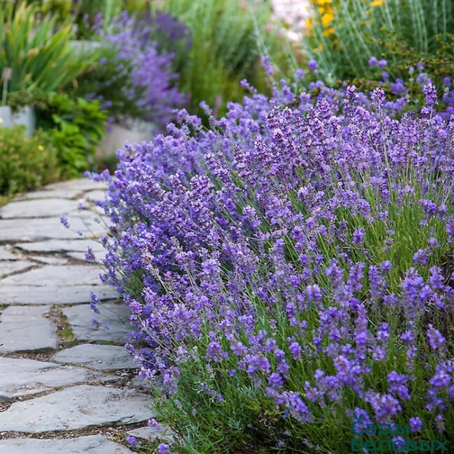 Лаванда, фото из сети