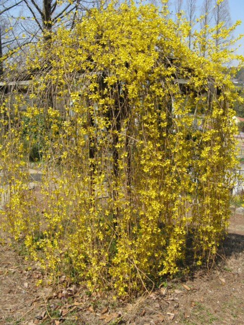 Форзиция свисающая (forsythia suspensa