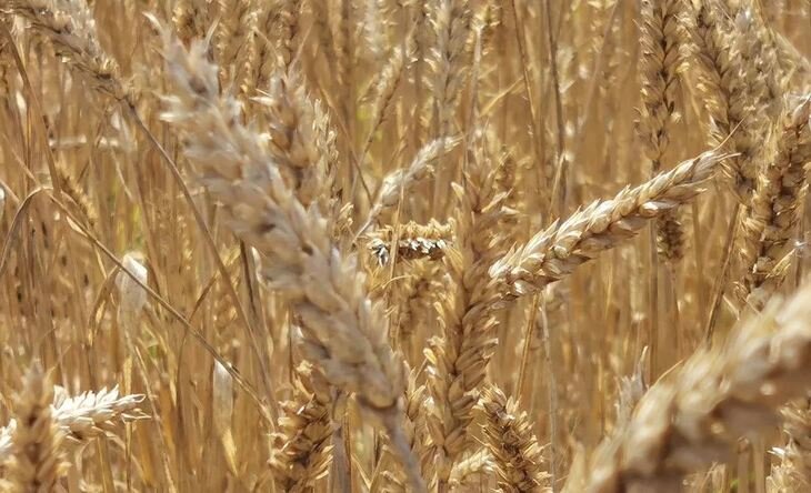    Главная мировая аграрная пятерка по производству сельхозпродукции 2023