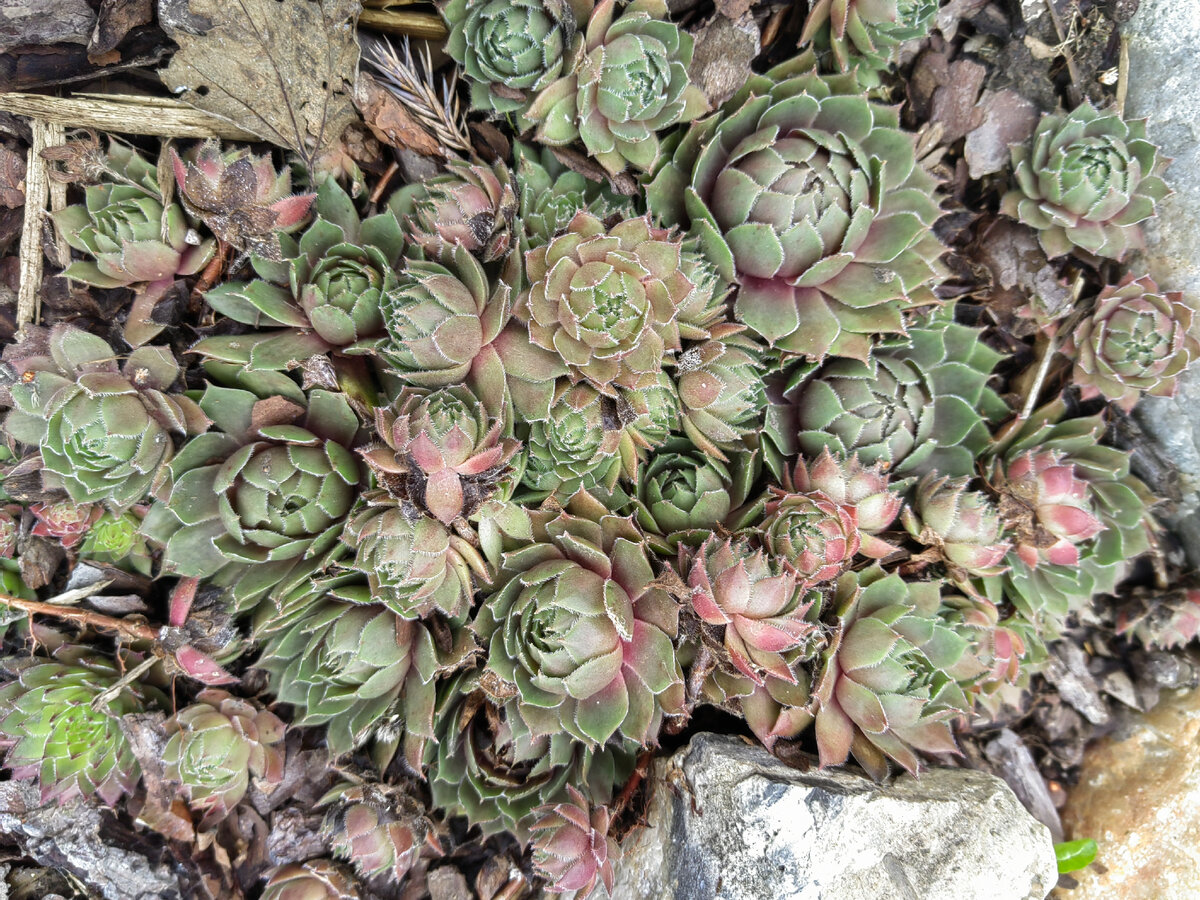 Фото автора.апрель 2023.