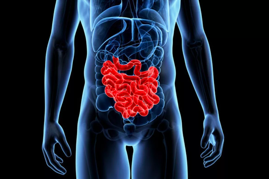     У женщин тонкий кишечник длиннее, чем у мужчин. Вот почему