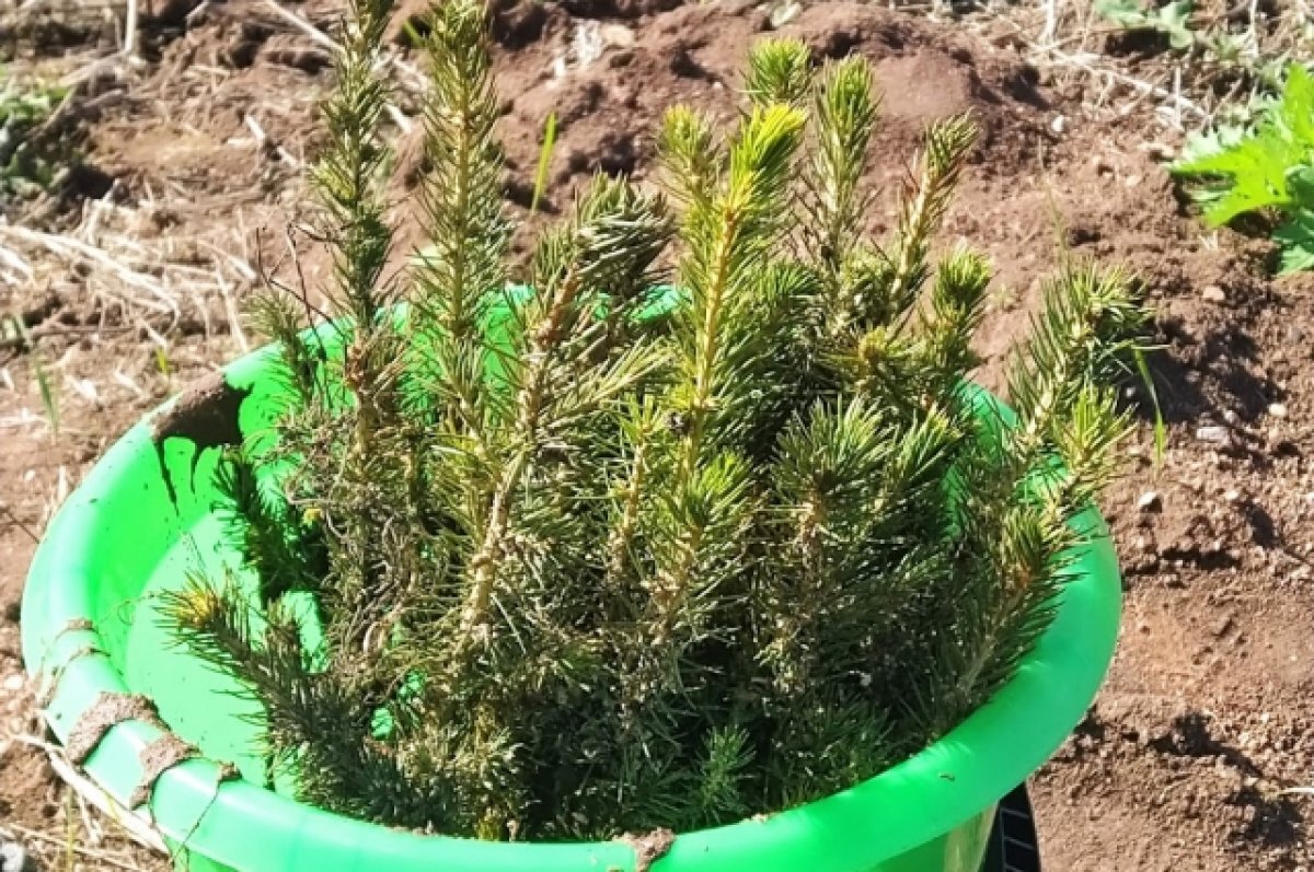    Забайкалье стало лидером акции «Сад памяти» в ДФО