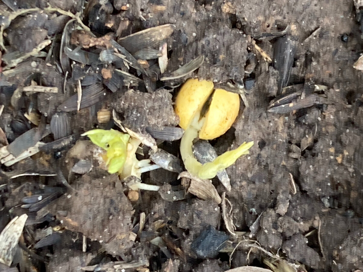 Озимый горох. Фото автора.