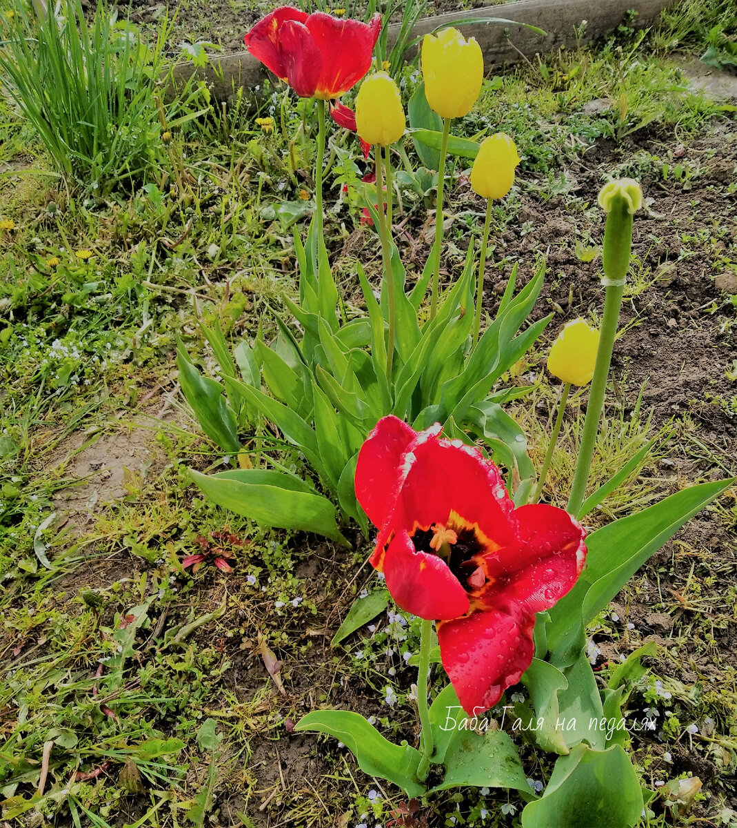 Поляна с цветами (65 фото)