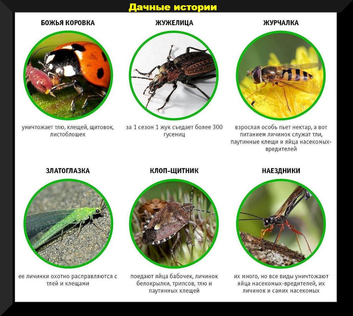 Борьба с самыми распространенными садовыми вредителями: эффективные  препараты, проверенные способы и прочие советы | Дачные истории | Дзен