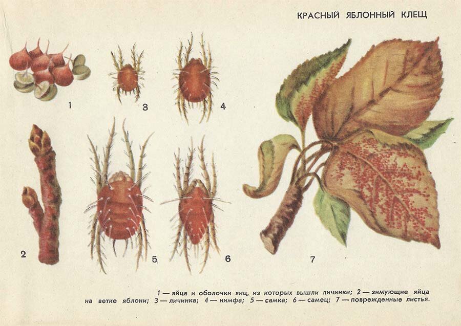 Борьба с клещами растений. Красный Яблонный клещ. Красный плодовый клещ. Клещ Яблоневый войлочный. Яблонный цветоед личинка.