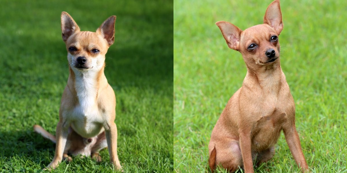    Чихуахуа (слева) ― той-терьер (справа)
