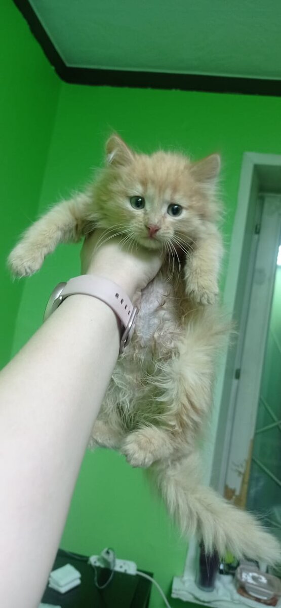 Лучик. Котик из расселенной квартиры.