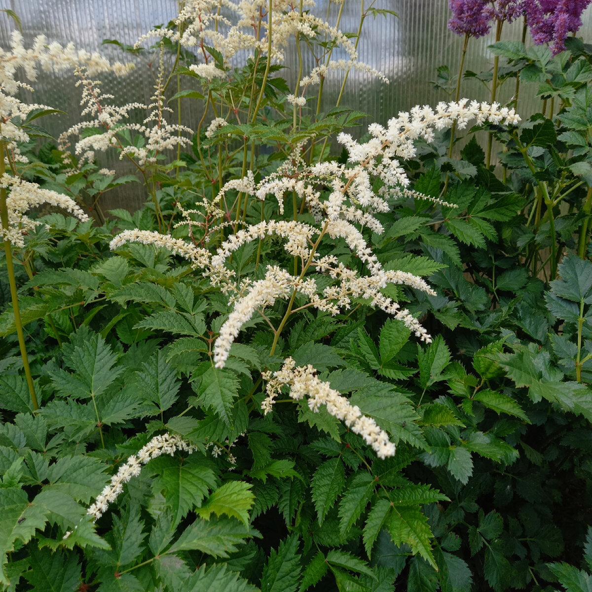 Астильба, сезон 2022 г.