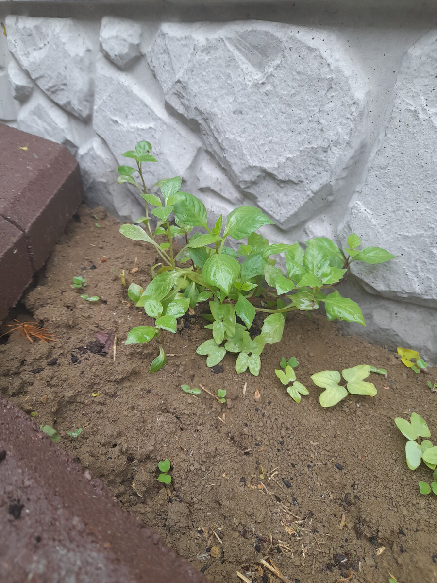 Куст недоёлок😁