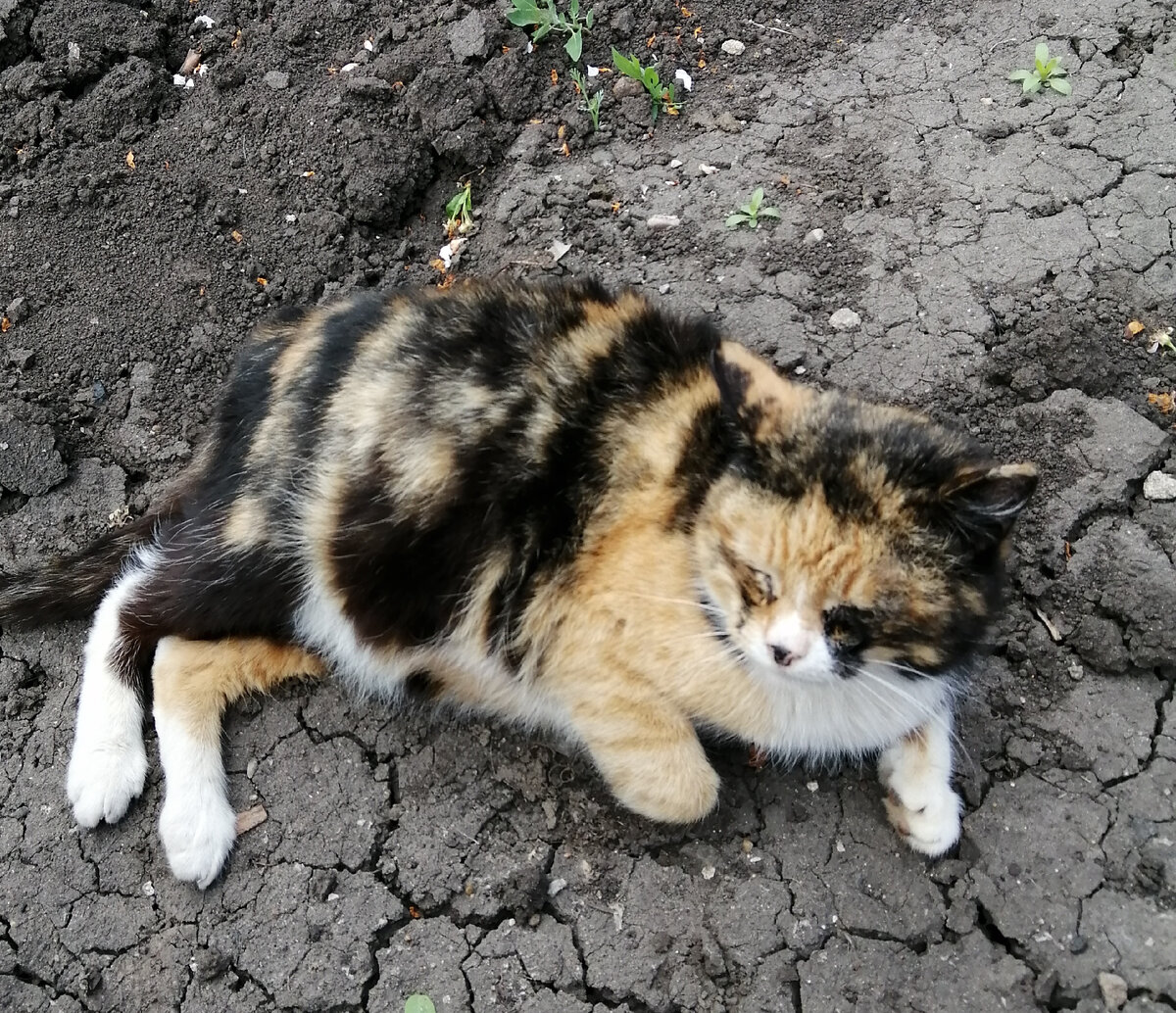 Мурочка любит греться на солнышке. Фото автора.