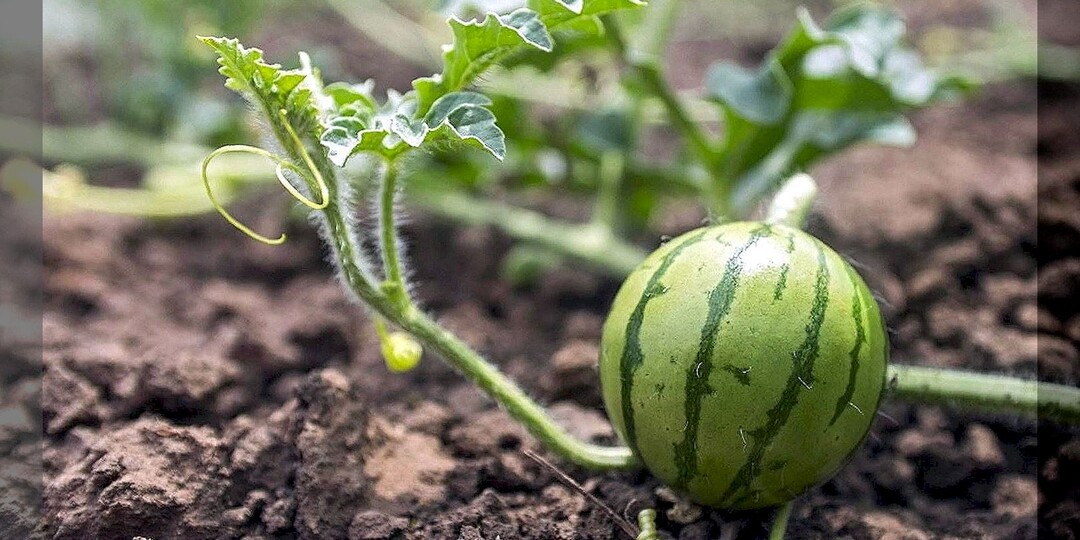 Как вырастить арбузы крупными и сладкими: важные нюансы при выращивании рассады арбузов