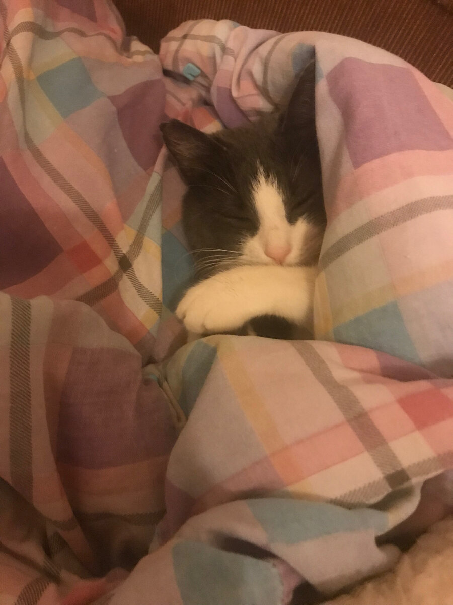 Даже кот мёрзнет 