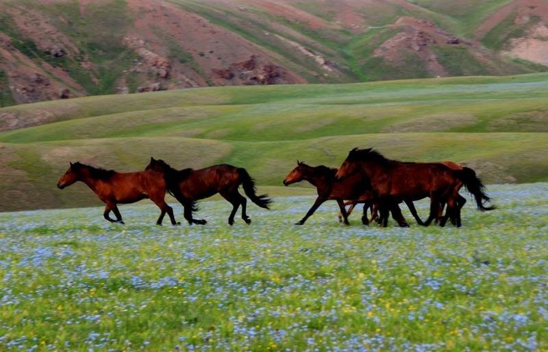 Степи Турцзяляо округа Юйминь префектуры Тачэн Синьцзян-Уйгурского автономного района май 2023 года. (ФОТО ПРЕДОСТАВЛЕНО CHINA DAILY)