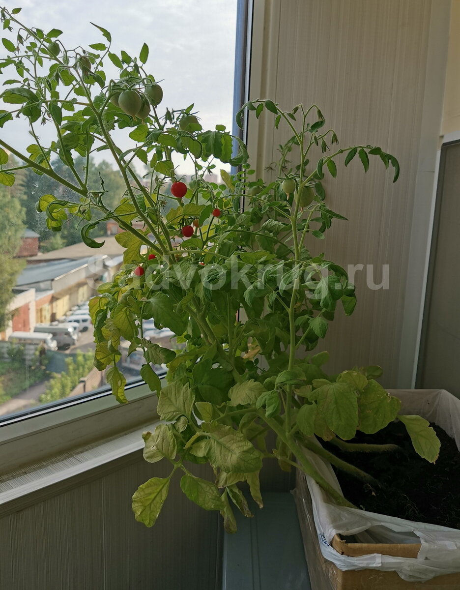 На фото выращивание помидор на балконе