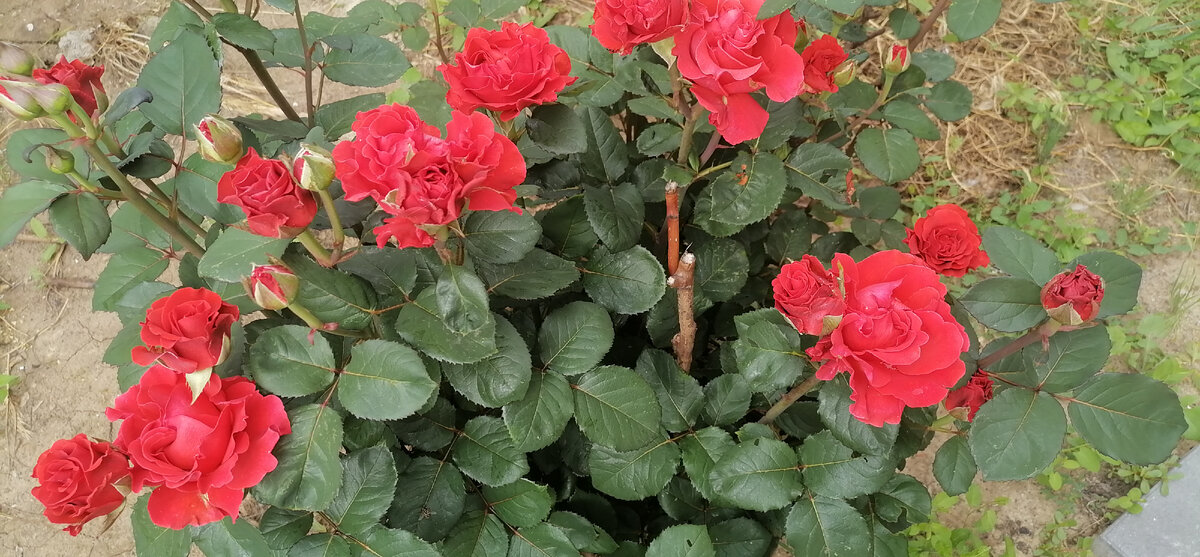 Эти чахнут, мне кажется 