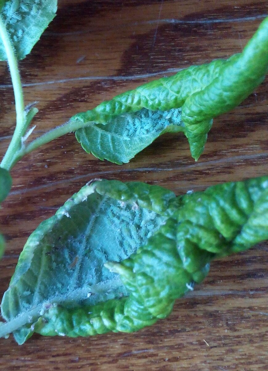 фото автора. Тля на листьях