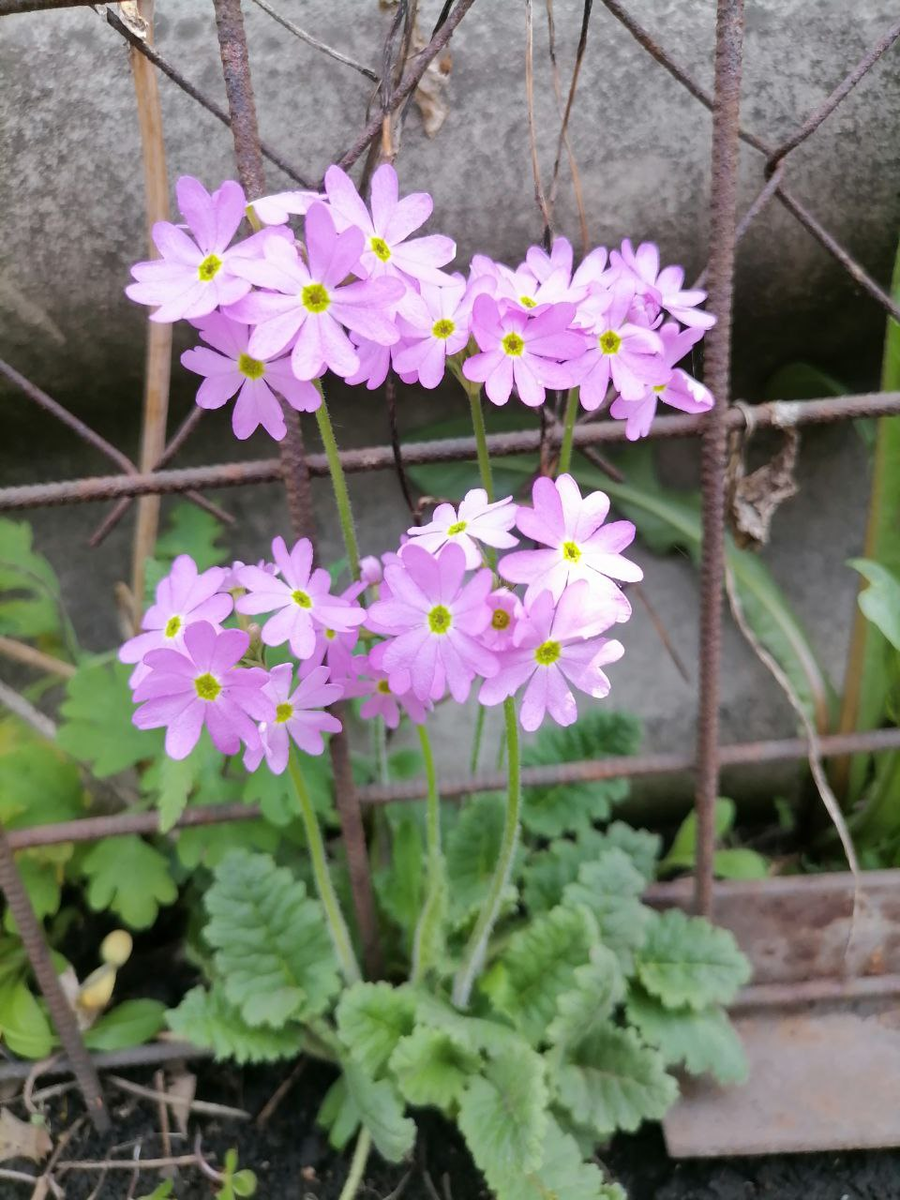 Откуда в этом месте взялась примула, можно только догадываться