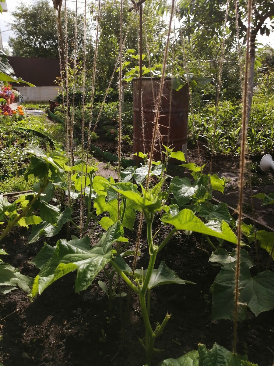 В этом году огурцы растут в высокой грядке и в железной бочке