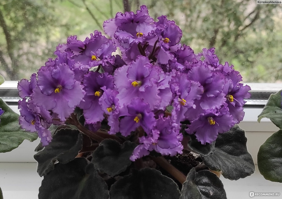 Фиалки фото