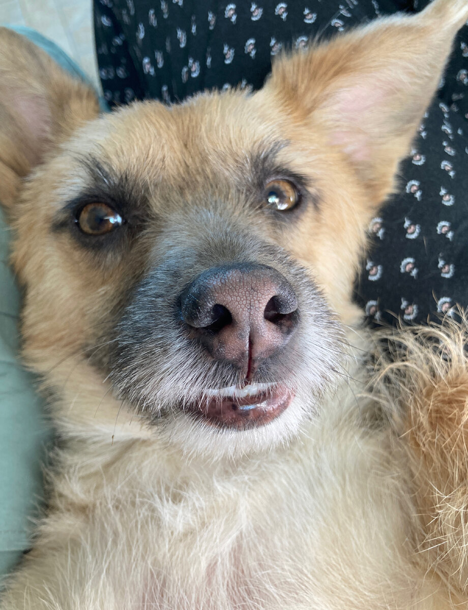 Потому что каждый ваш 👍🏻 и комментарий приносит мне микроденежку, на которую я делаю счастливыми этих прекрасных псов