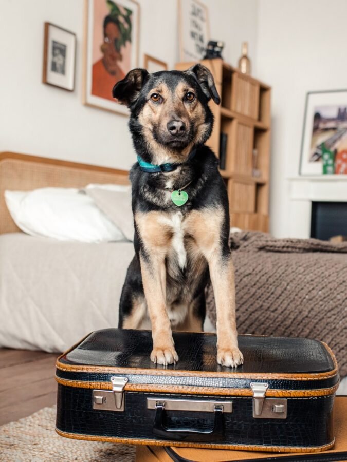 Малыш Сэм ищет дом. Он с радостью отправится с любимыми хозяевами куда угодно: хоть в ближайший магазин, хоть на другой конец света. https://rayfund.ru/animal/sem-2/. 