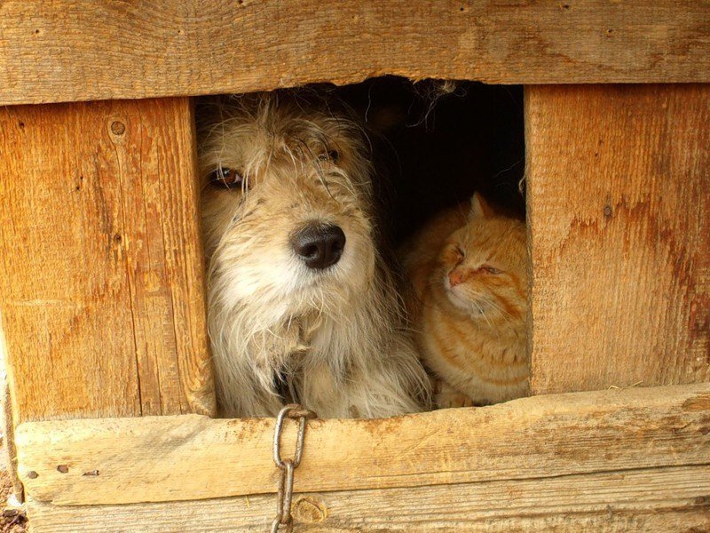 Ну пусти нас пожить у тебя вон. Конура для кошки. Будка для собаки и кота. Кот и пес в будке. Кот в конуре.