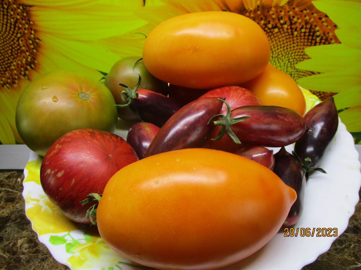 помидоры де квелли. сорт томатов жигало. семена помидор. сорт томатов де барао. помидоры слишком густые.