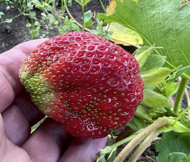 Садово-огородное, безгрибное... 16.06.2023