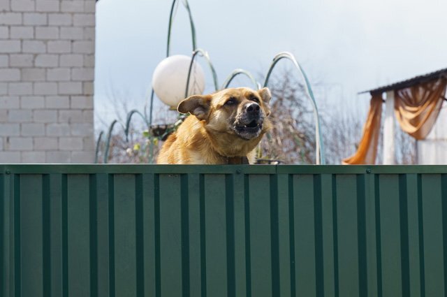    Могут ли оштрафовать хозяина за лай собаки на дачном участке?