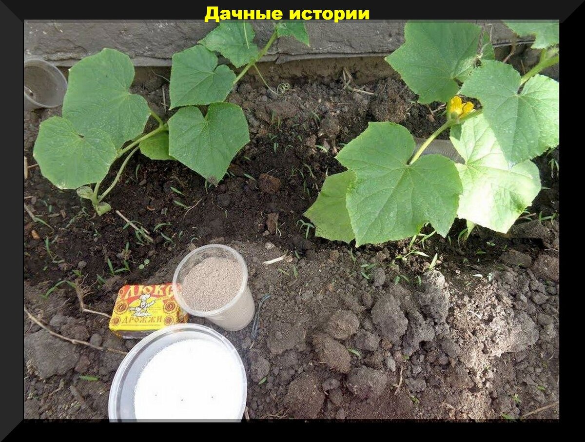 Огурцы плохо цветут чем подкормить. Дрожжевая подкормка для огурцов в открытом грунте. Огурцы в теплице. Подкормка огурцов дрожжами. Полив огурцов дрожжами.