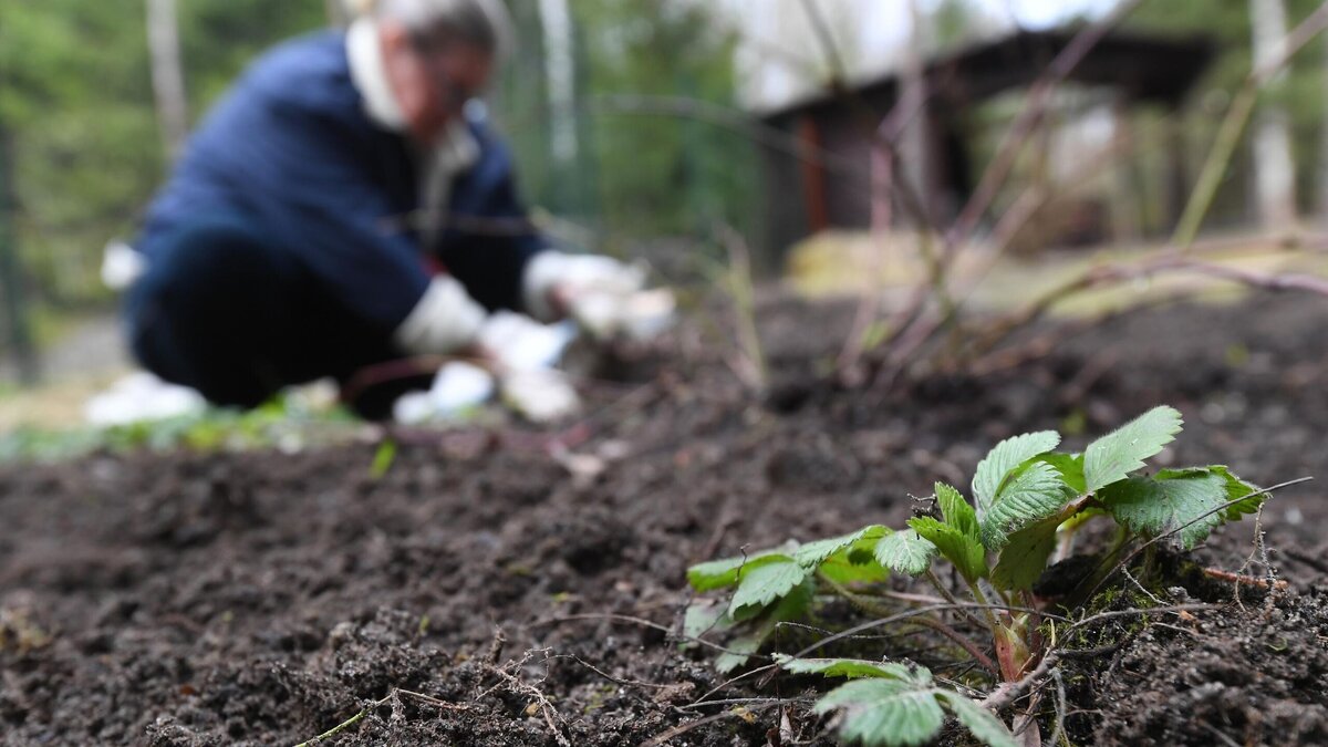    Женщина пропалывает грядку на дачном участке © РИА Новости / Кирилл Каллиников