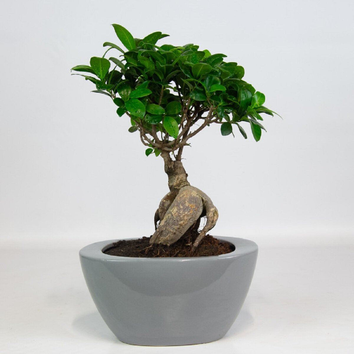 Бонсай как ухаживать в домашних условиях. Фикус бонсай. Ficus Bonsai Шохин. Фикус бонсай Кинсей. Оби фикус бонсай.