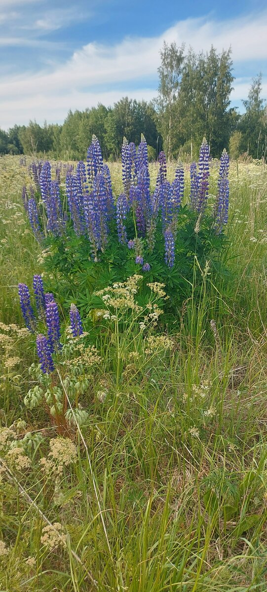 Люпины цветут. Фото из личного архива.