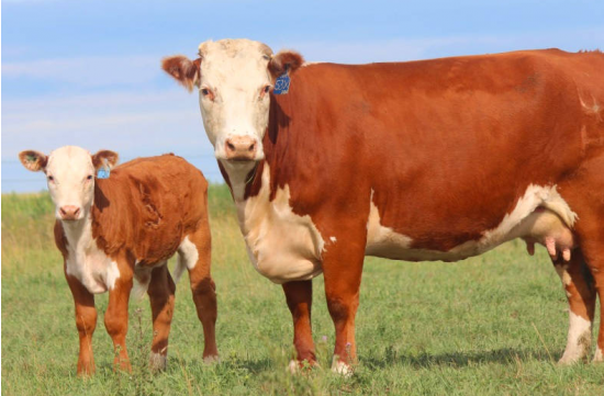    Алина Карамсакова из Октябрьского района развивает хозяйство на средства гранта Кристина Просвиркина