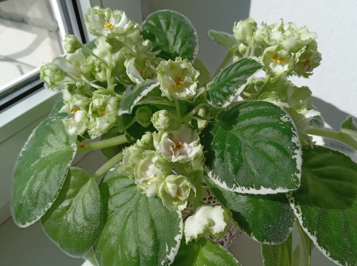    Розетка фиалки ЛЕ-'Берилловый иней'