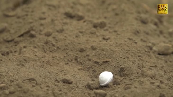     Кукурузный мотылек: дроны и паразитоидные осы против вредителя
