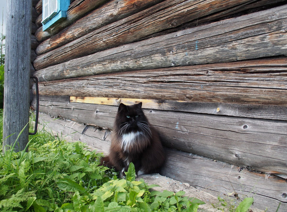 15 фото деревенских котов для позитивного настроения и ваших улыбок. Часть 1 Кот