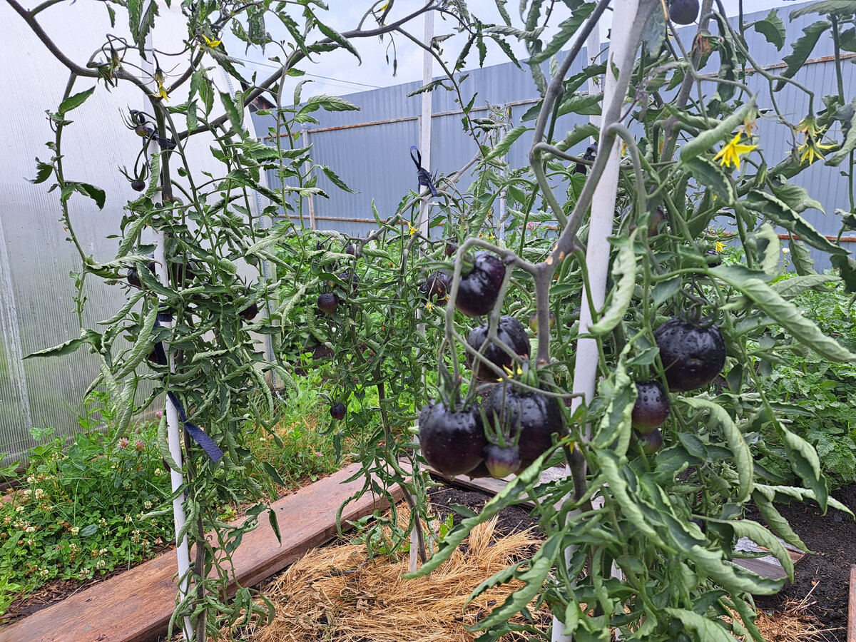 Муж спрашивал, как понять, что такой томат созрел?