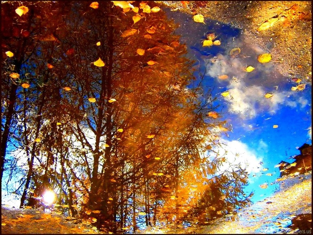 Осень листопад. Дождь осенью. Листья кружатся в воздухе. Дождливая осень. Солнечный день в начале лета я брожу