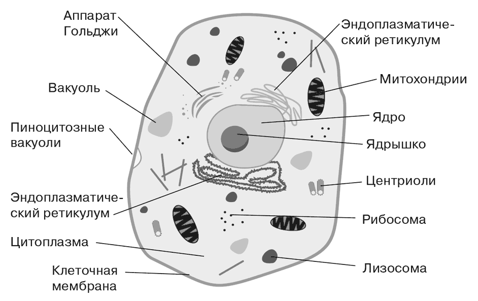 Рисунок клетки животного. Схема строения животной клетки. Строение клетки человека рисунок. Органоиды клетки схема. Строение животной клетки рисунок.