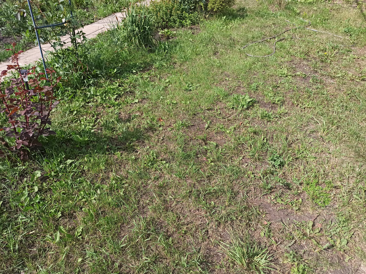 Это не новая травка, она уже росла