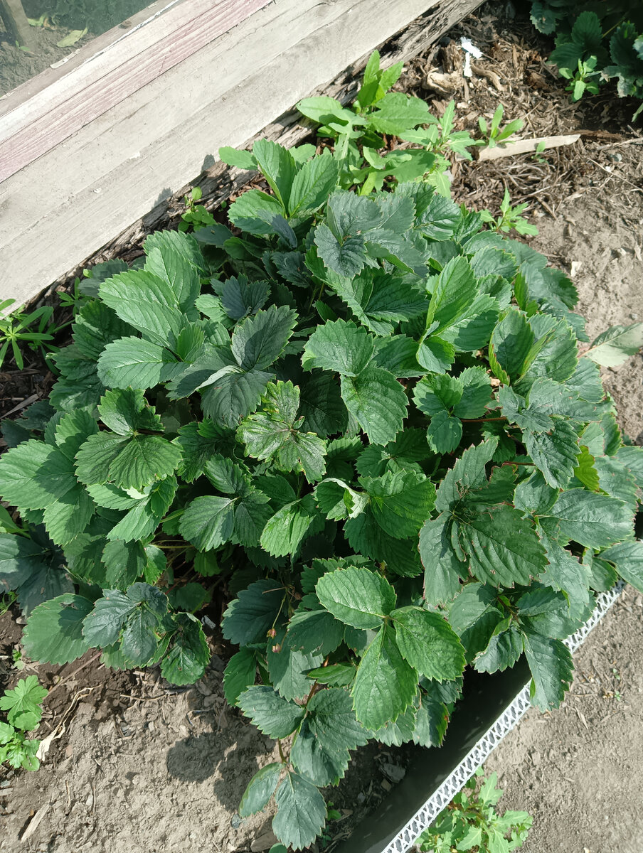 Вот у меня какие "косматые"😀