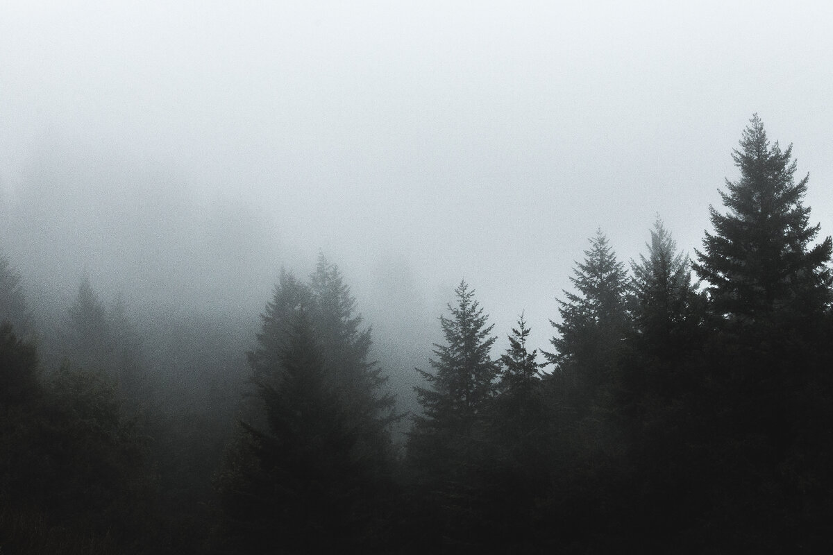 https://ru.freepik.com/free-photo/beautiful-shot-of-fog-covering-pine-trees_7810544.htm